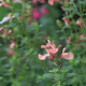 Salvia microphylla 'Aphrodite'