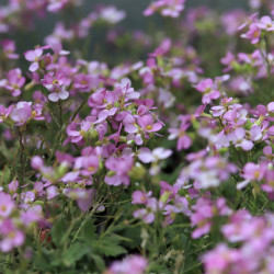 Arabis alpina 'Pink Gem'