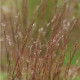 Schizachyrium scoparium 'Blaze'