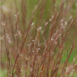 Schizachyrium scoparium 'Blaze'