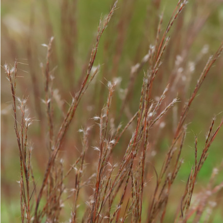 Schizachyrium scoparium 'Blaze'