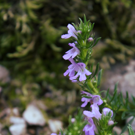 Satureja montana subsp. illyrica