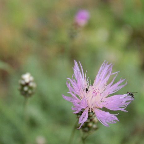 Centaurea simplicicaulis