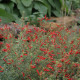 Zauschneria californica