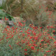 Zauschneria californica