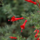 Zauschneria californica