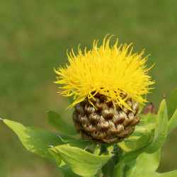 Centaurea macrocephala