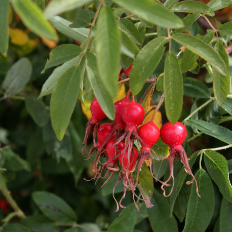 Rosa x calocarpa