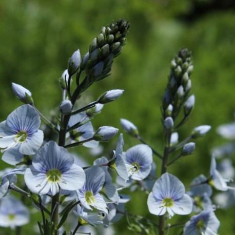 Veronica gentianoides