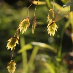 Chasmanthium latifolium